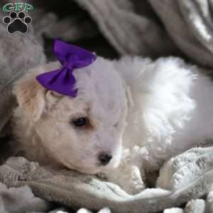 Bridget, Bichon Frise Puppy